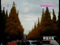 鈴木アナが撮影したイチョウ並木